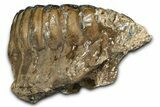 Fossil Southern Mammoth Upper M Molar - Hungary #370393-5